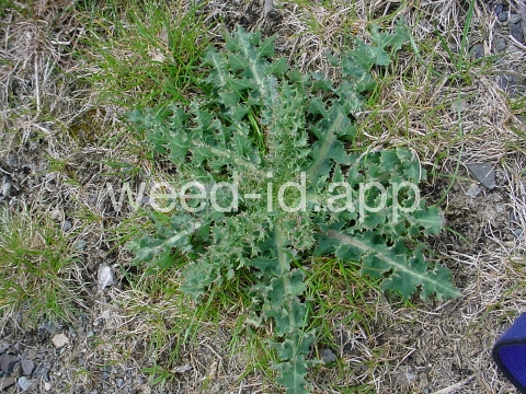 sowthistle, spiny